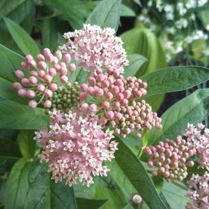 Swamp Milkweed, Asclepias incarnata, 4 Live Plants