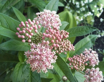 Swamp Milkweed, Asclepias incarnata, 4 Live Plants