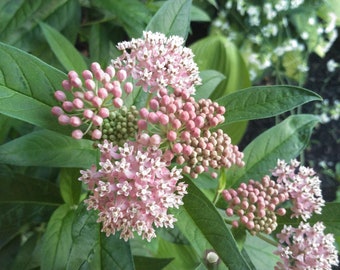 Swamp Milkweed asclepias Incarnata - Etsy