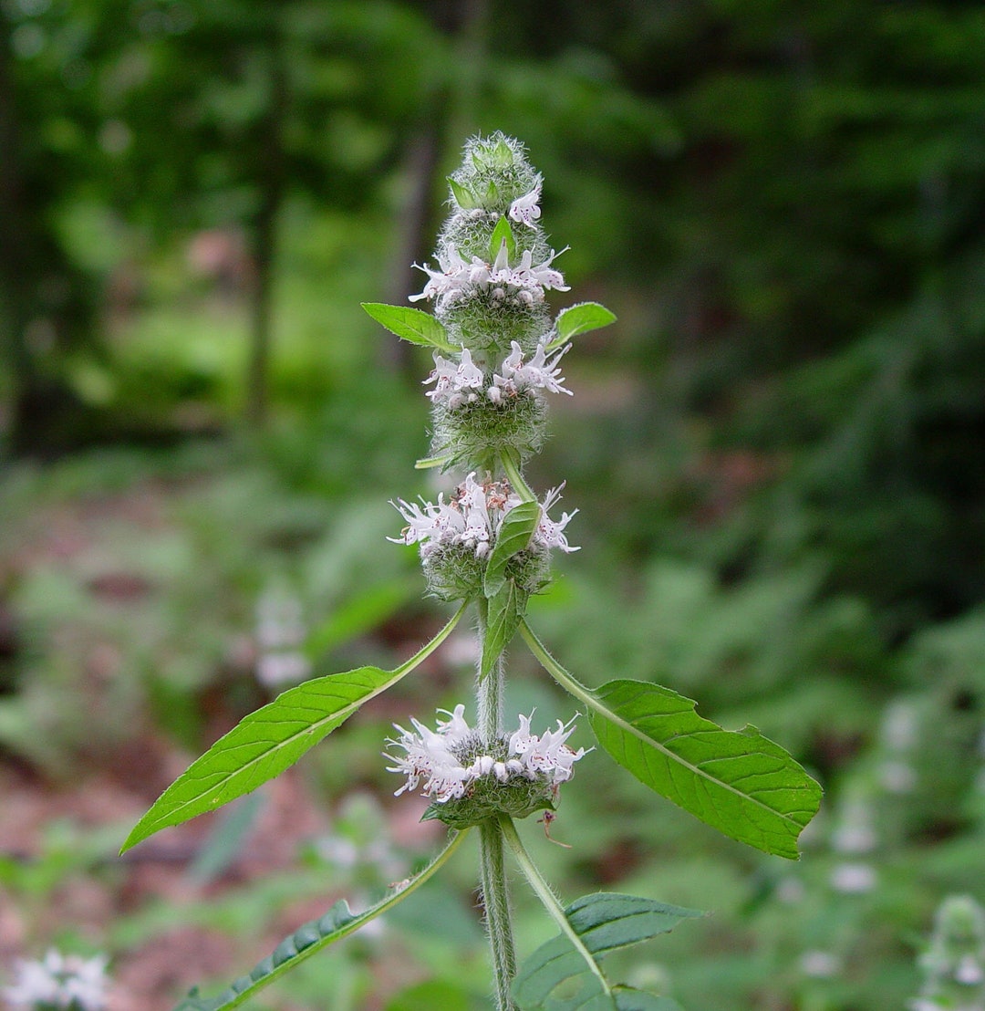 Beharry Mints Hairy Wood Mint, Blephilia Hirsuta; 4 Live Plants - Etsy