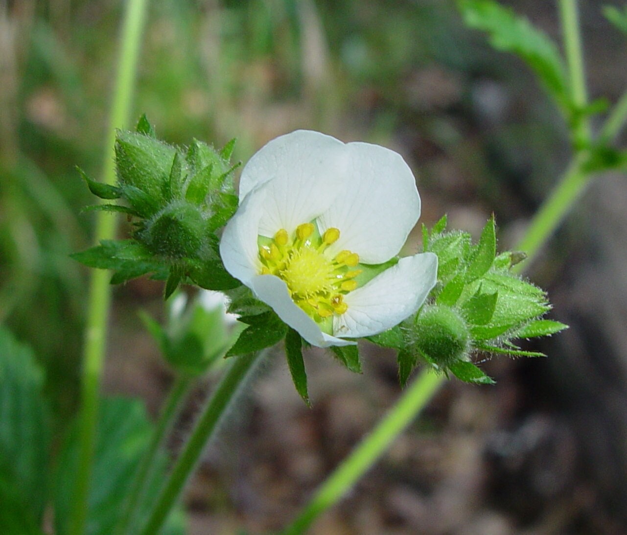Prairie Cinquefoil, Drymocallis Arguta, 4 Live Plants - Etsy