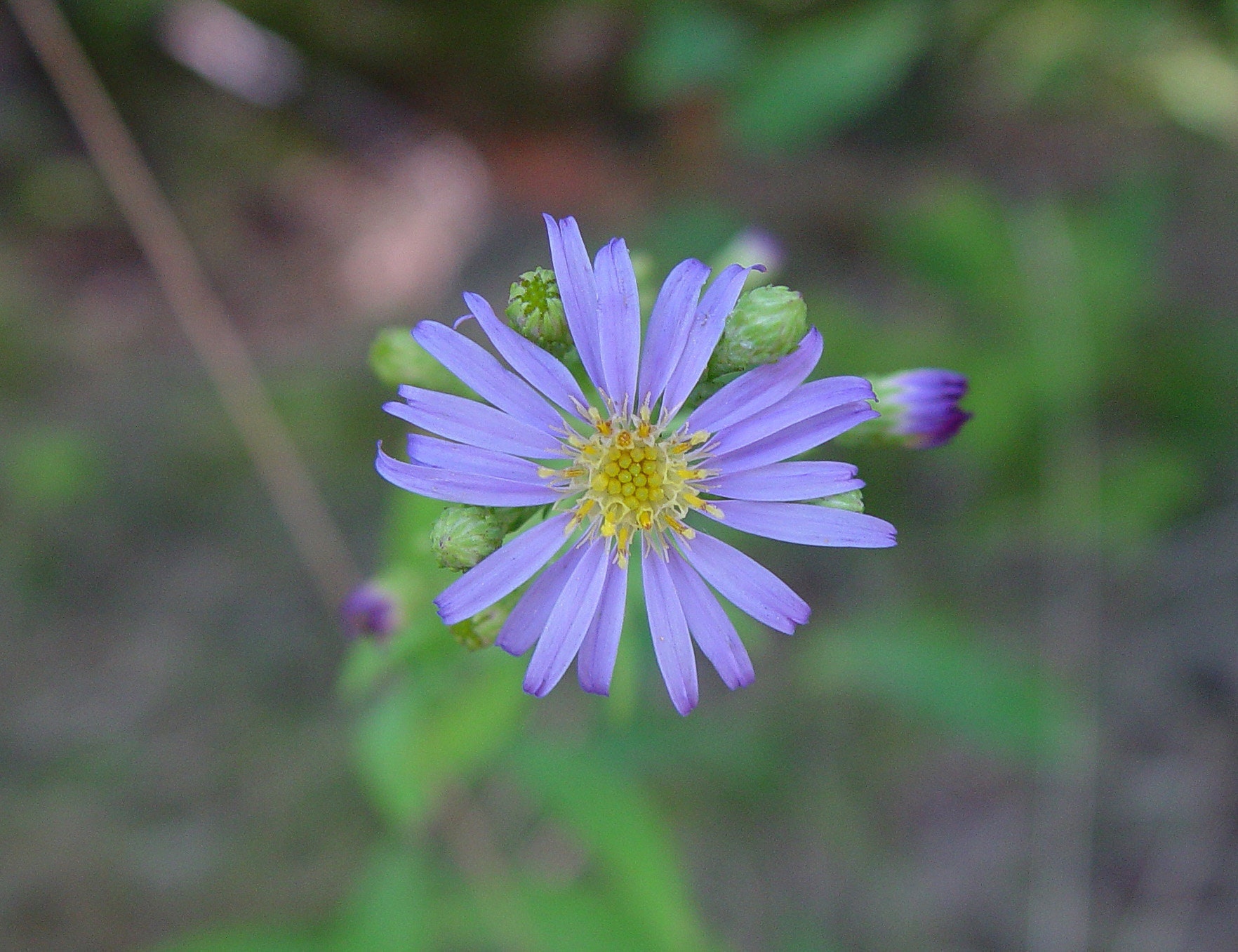 Smooth Blue Aster, Symphyotrichum laeve, 4 Live Plants