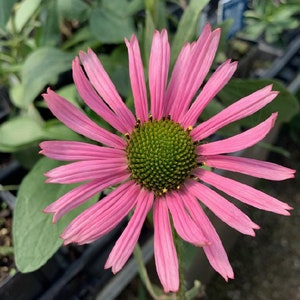 Tennessee Coneflower, Echinacea tennesseensis; 4 Live Plants