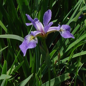 May include: A vibrant purple iris flower with intricate white and yellow veining on its petals, surrounded by long, slender, pointed green leaves. The flower features three drooping lower petals and three upright petals, all displaying a delicate texture.