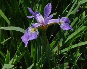 Northern Blue Flag Iris, Iris versicolor, 4 Live Plants