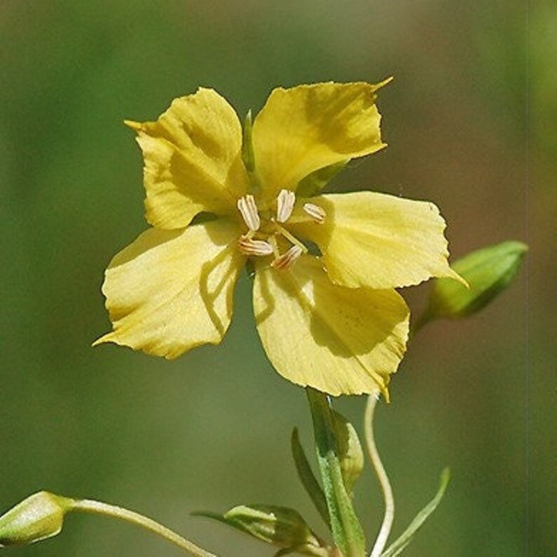 Prairie Loosestrife, Lysimachia quadriflora 4 Live Plants zdjęcie 1