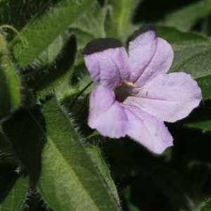 Wild Petunia, Ruellia humilis; 4 Live Plants