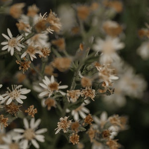 Calico Aster, Symphyotrichum lateriflorum, 4 Live Plants