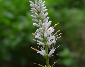 Culver's Root, Veronicastrum virginicum; 4 Live Plants