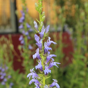 Great Blue Lobelia, Lobelia siphilitica 4 Live Plants image 3