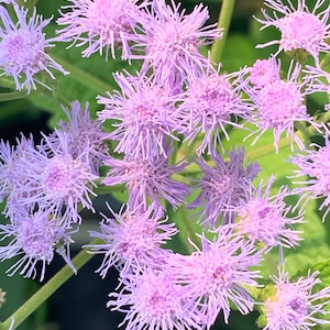 Mistflower, Conclinium coelestinum; 4 Live Plants