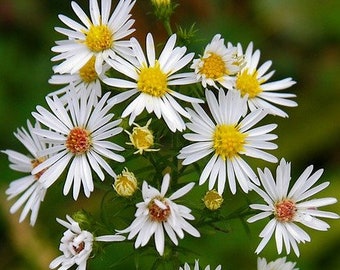 Shining Aster, Symphyotrichum firmum; 4 Live Plants