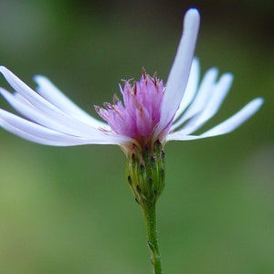 Heart-leaved Aster, Symphyotrichum cordifolium; 4 Live Plants