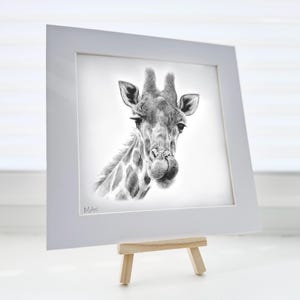 Giraffe wildlife artwork print signed by Matt Lloyd | mounted pencil drawing print
