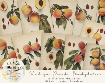 Vintage PEACHES Printable Bookplate Illustration Set, Fruit Pictures in Two Sizes for Collage Art, Junk Journals, Scrapbooking, Crafts