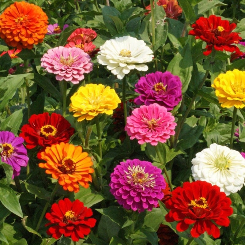 Mixed Colors CALIFORNIA GIANT ZINNIA Elegans Flower Seeds 40 Etsy UK