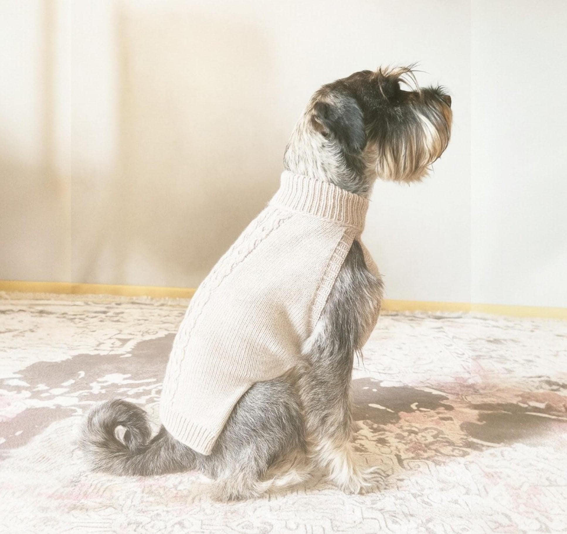 Schnauzer Coat UK