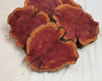 Red Cedar wood cookie slices 7"-8" & 8"-9”, live edge rounds sanded one side. Large amount of colorful heartwood for beautiful centerpieces!