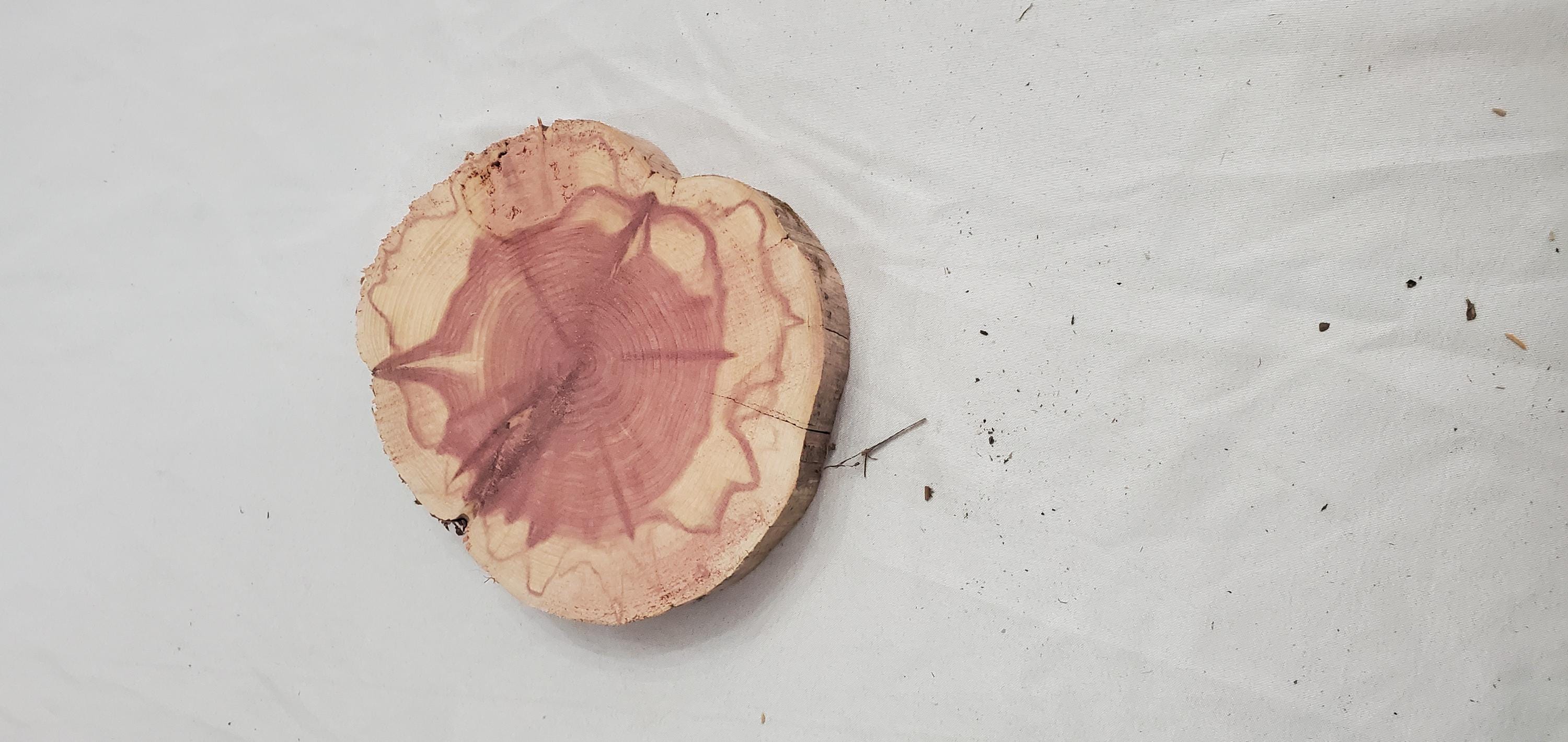 Eastern Red Cedar Wood Cookie Slices 7