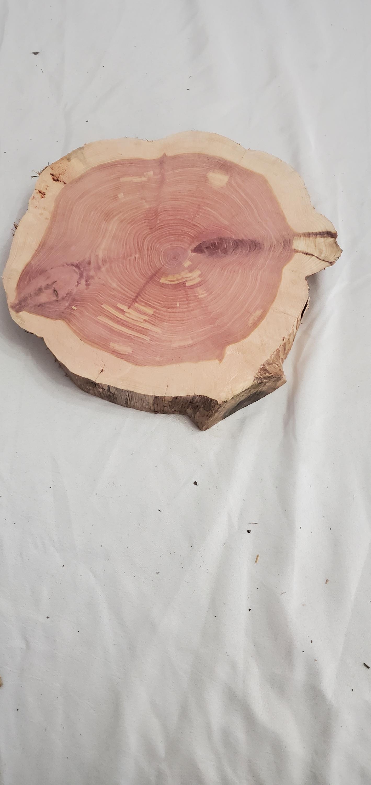 Eastern Red Cedar Wood Cookie Slices 7
