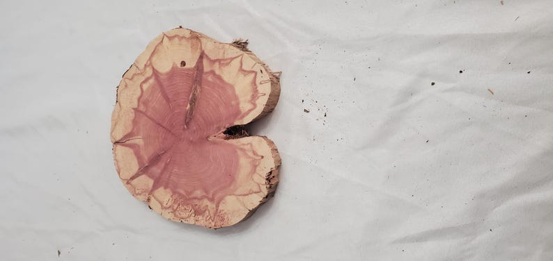 Eastern Red Cedar Wood Cookie Slices 7