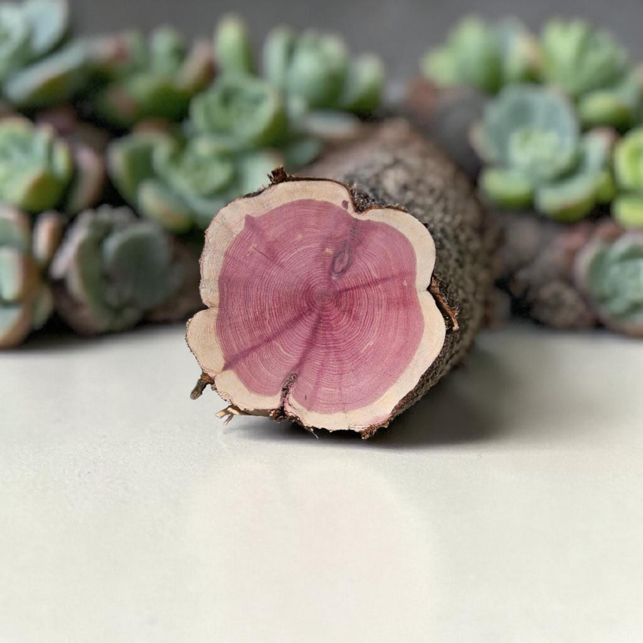 Maple Ridge Cedar Rounds 10