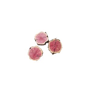 May include: Three cross-sections of cedar wood, each displaying a vibrant pinkish-red heartwood and a contrasting light-colored sapwood ring. The wood slices have a natural, rustic appearance, with visible growth rings and bark.