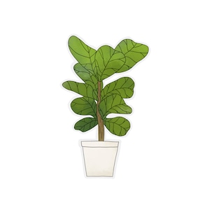 May include: A green potted plant with large, leafy leaves. The plant is in a white pot with a brown stem.