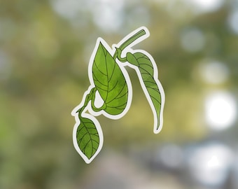 Pothos Transparent Sticker | clear flower sticker | waterproof water bottle sticker | laptop sticker | plant sticker