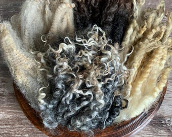 Raw Longwool Locks Breed Sampler!  Cotswold Teeswater X, Gotland, Romney, and Coopworth Wool for Spinning. 4 oz. Bundle, Natural Colors.