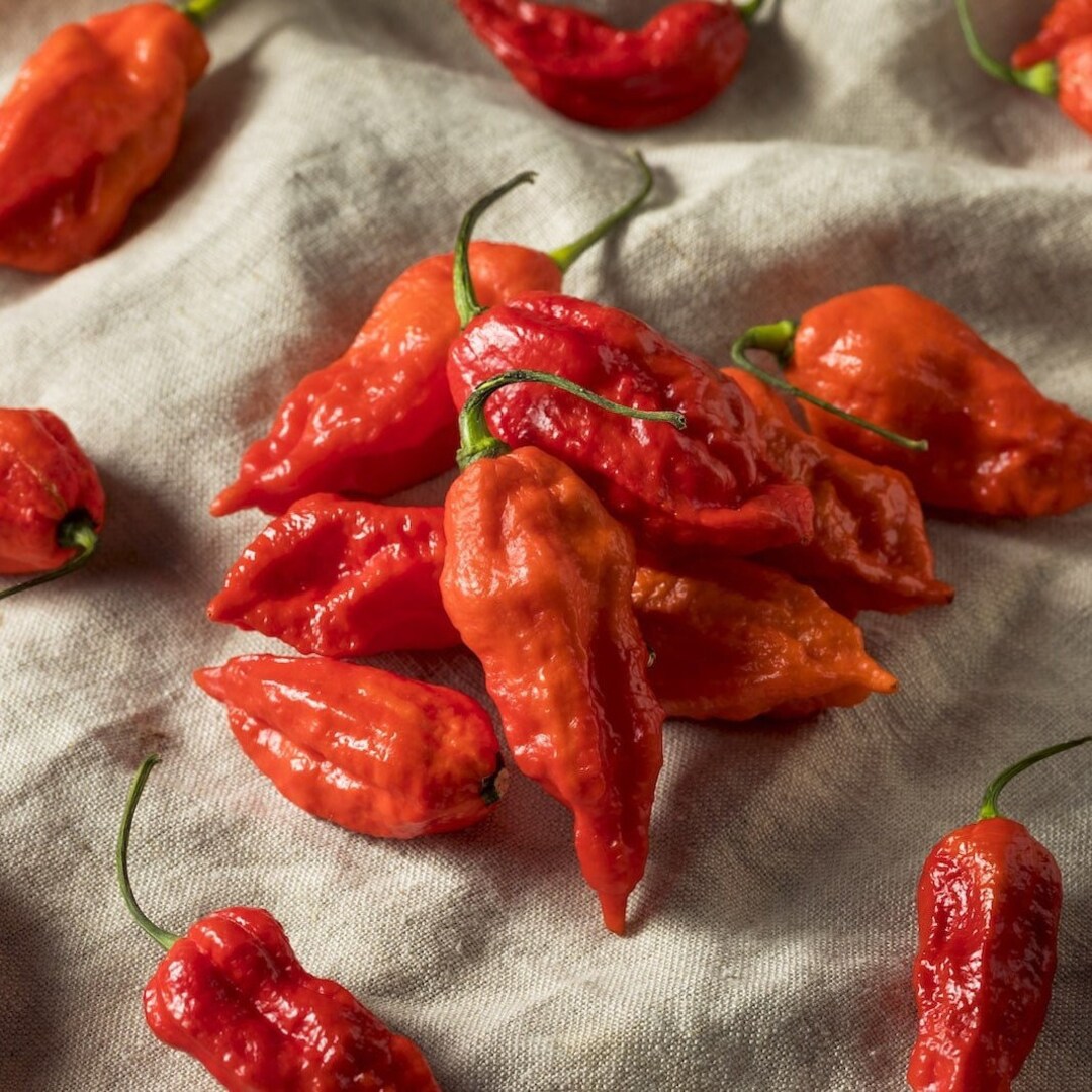 6 Fresh Ghost Peppers FREE SHIPPING Handpicked Organic Etsy