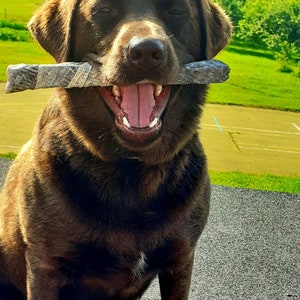 May include: A happy chocolate Labrador Retriever sits with a stick in its mouth. The dog's brown fur is highlighted by sunlight, and its mouth is open, revealing its pink tongue. The background features green grass and trees.