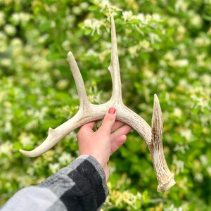 Deer Antler Dog Chew | 100% Natural Dog Chew |