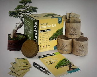 KIT Miniature #3 Maple Tree Bonsai Color Garden Dollhouse Flower Kit ...