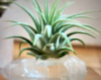 Clear Quartz Succulent Holder With Succulent