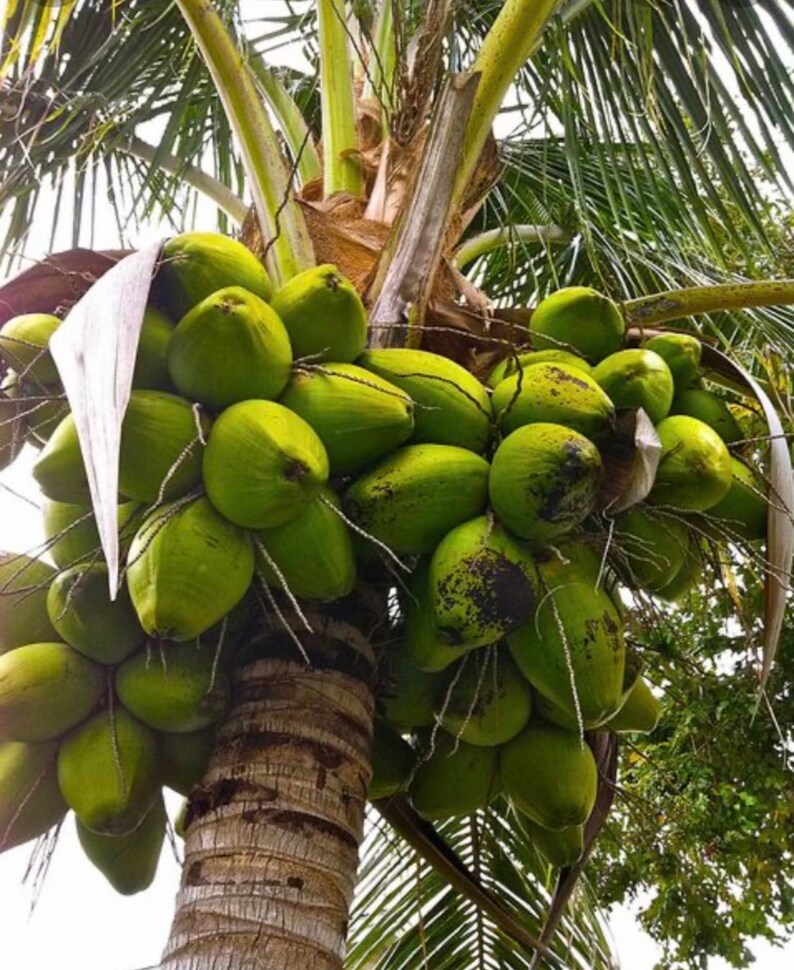 Maypan Coconut Hardest Coconut Palm to Find. 3640 Tall - Etsy