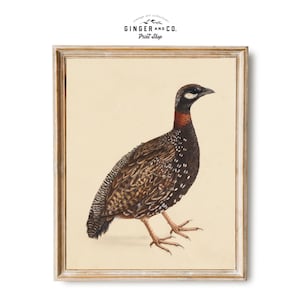 Black Partridge Vintage Bird Illustration - PRINTABLE DIGITAL DOWNLOAD - Autumn Wall Art