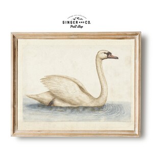 Vintage Swan Painting - Noble White Swan Nursery Wall Art, Gicée Canvas Print, Peel and Stick