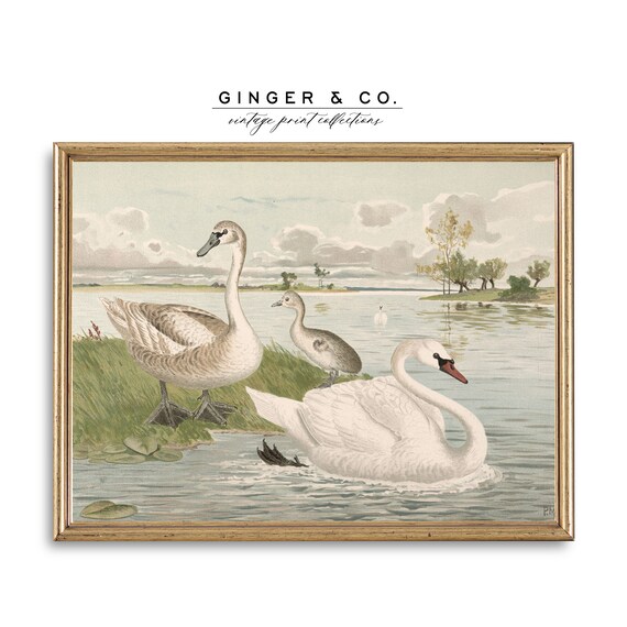 Vintage Swan Painting PRINTABLE DIGITAL DOWNLOAD French - Etsy 日本