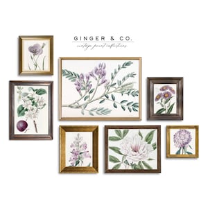 Purple Flowers Vintage Botanical Wall Art Set 4 -- PRINTABLE DIGITAL DOWNLOAD --  French Country Cottage, Dining Room Wall Art