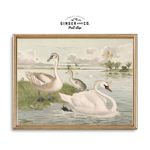 Vintage Swan Painting - White Swan Family Nursery Wall Art, Gicée Canvas Print, Peel and Stick