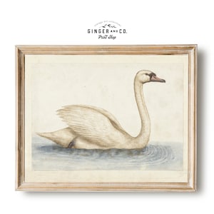 Noble White Swan Vintage Painting - PRINTABLE DIGITAL DOWNLOAD - French Country Cottage Wall Art