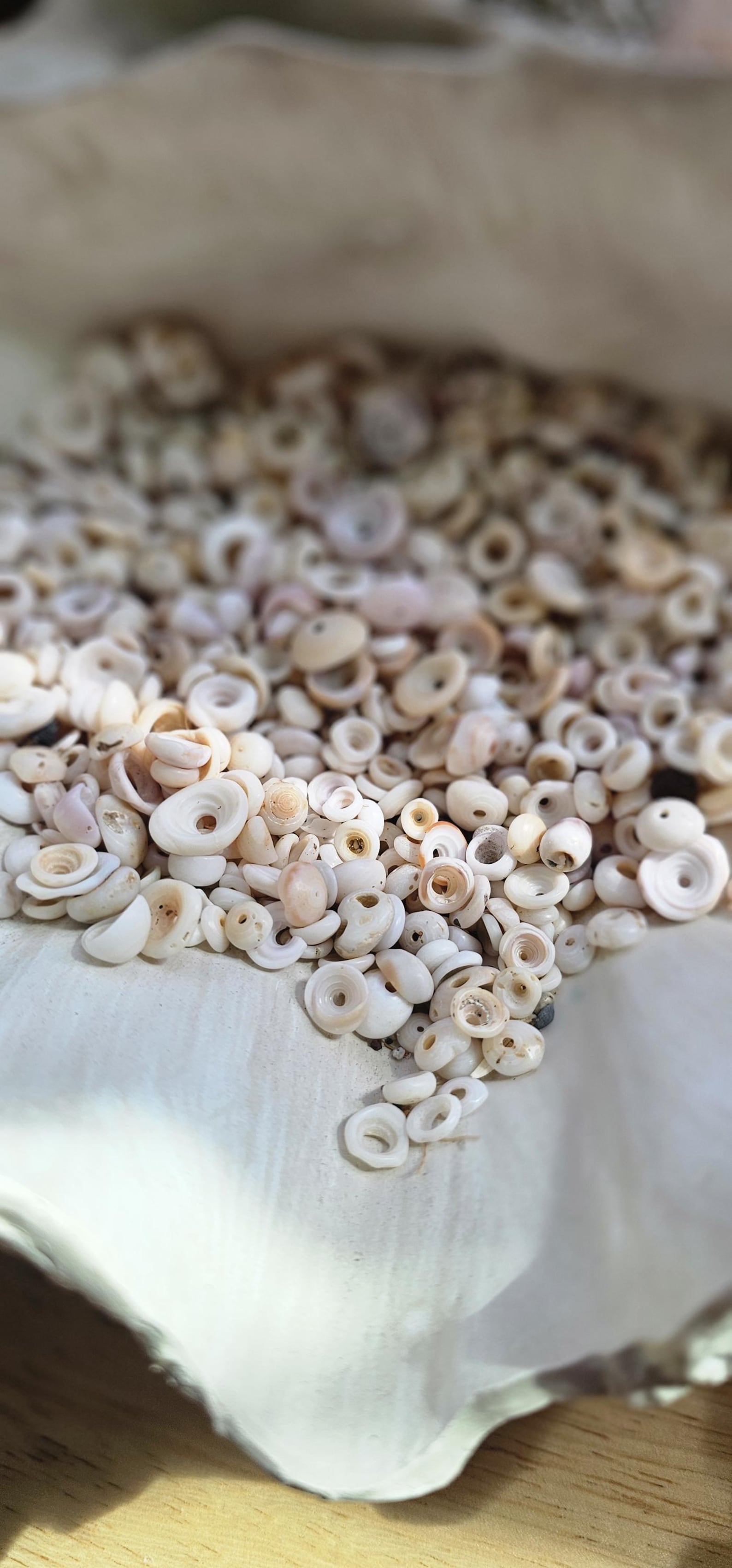 Crafting Puka Shells. Crafting Puka Shell. Jewelry Design Shells - Etsy