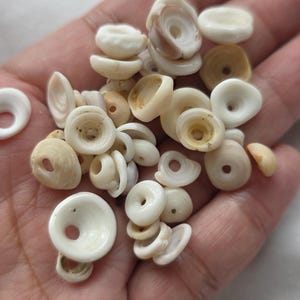 May include: A collection of small, off-white seashells with a circular shape and a hole in the centre. The shells vary in size and shape, with some appearing more rounded and others flatter. The shells are held in a hand.