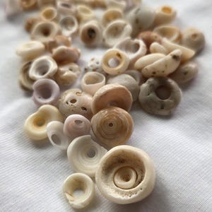 May include: A collection of small, naturally-formed seashells in various shapes and sizes, including ring-shaped and spiral designs. The shells are in shades of cream, tan, and brown, resting on a white fabric surface.