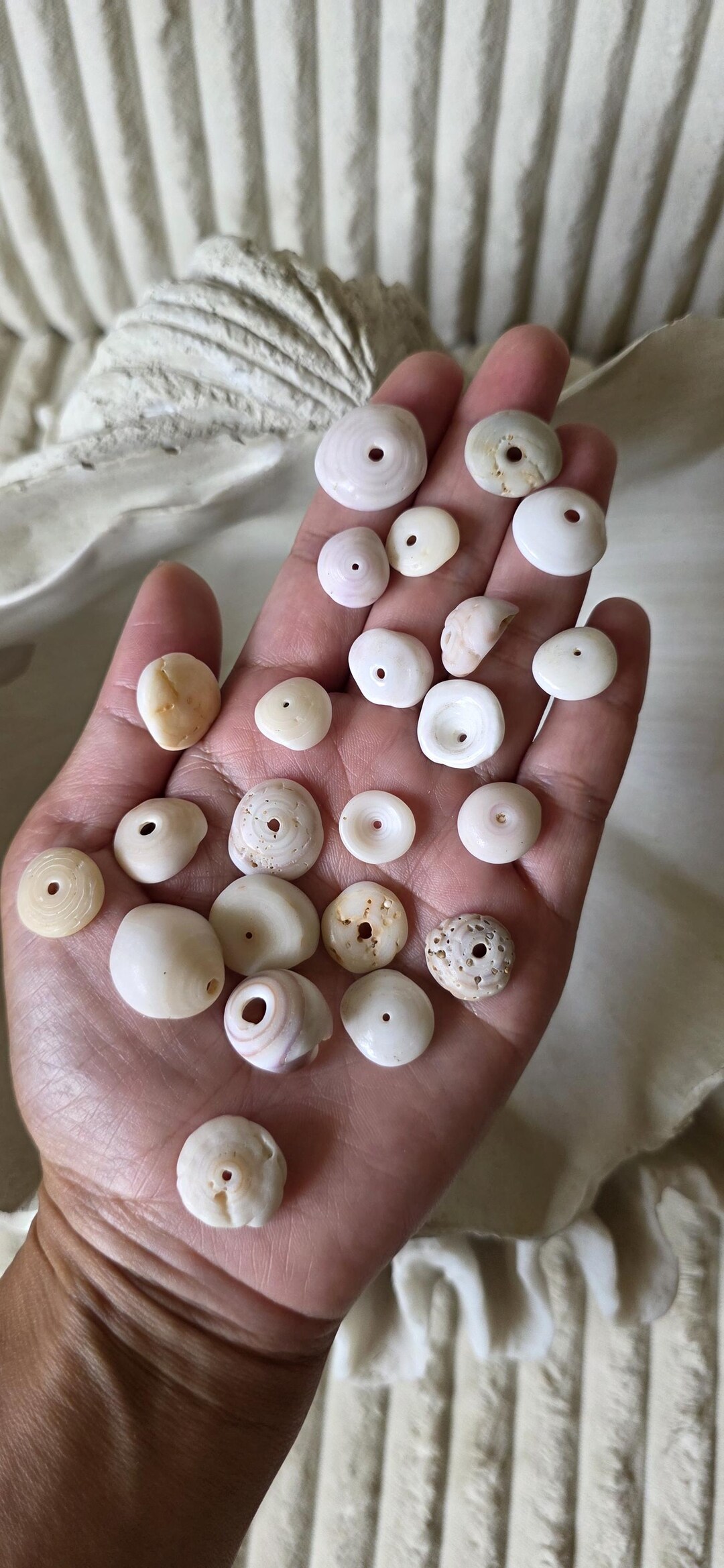 Puka Shell Buttons Hawaiian Puka Shells Bulk: Medium Seashells - Etsy
