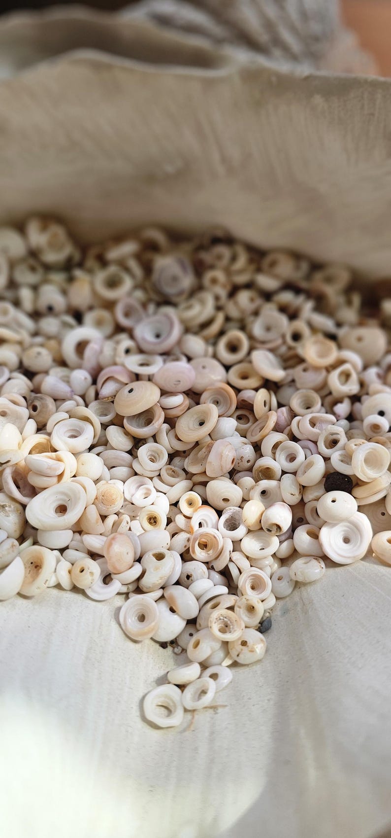 Crafting Puka Shells. Crafting Puka Shell. Jewelry Design Shells - Etsy