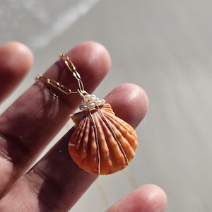 Rare Red Sunrise Shell Gold Necklace. Hawaii Seashell Necklace. Sea shell Necklace with Seed Pearl. Bright Sunrise Shell. Hawaiian Gift