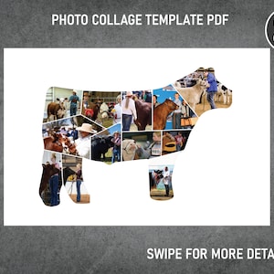 Show Steer Beef Cattle Photo Collage / Pic Collage / Image Collage Template PDF | 8x12, 12x18, 16x24, 20x30, 24x36 Inch | Canva