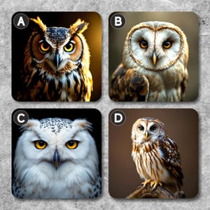 May include: Four different owl coasters, each with a letter label in the top left corner. The owls are all different species and have varying colours and patterns. The coasters are made of a hard material and have a smooth surface.